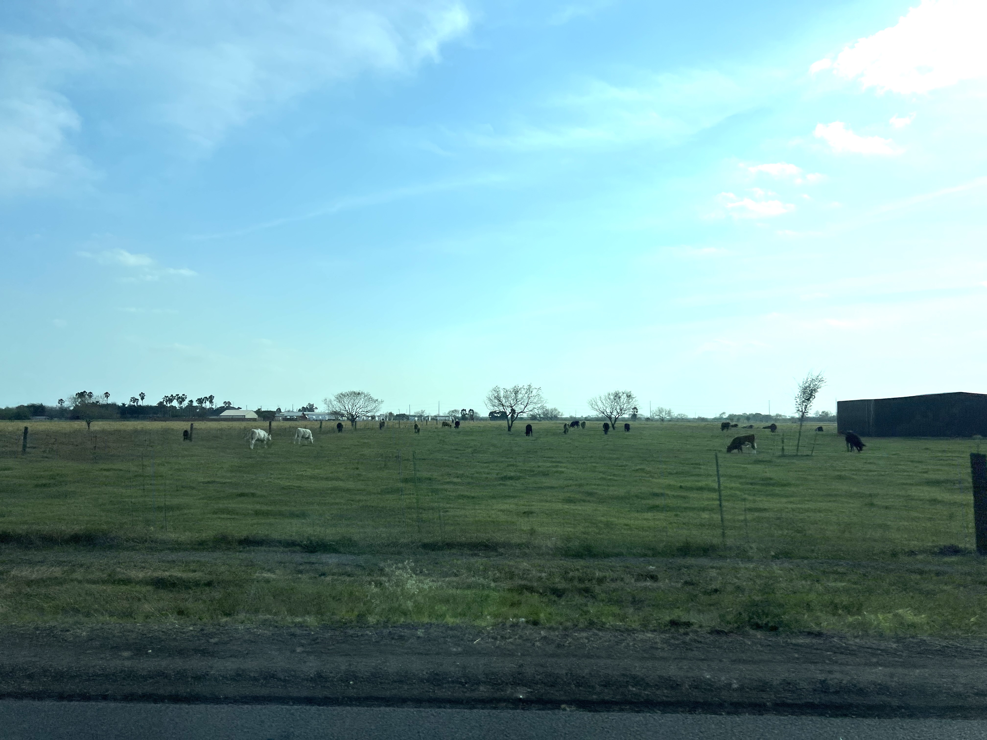 Moo